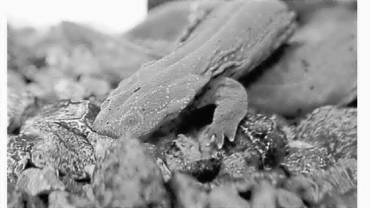 Climate change posing challenges to Eleven Point's Ozark hellbenders, trout